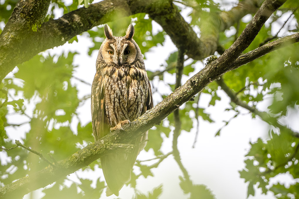 hibou moyen Duc juin 2026 internet 13.jpg