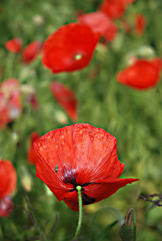 coquelicot 025_modifié-1-2.jpg