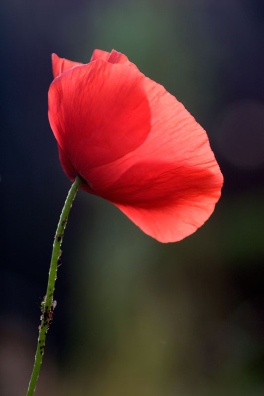 DPP_0008-(5)...jpg