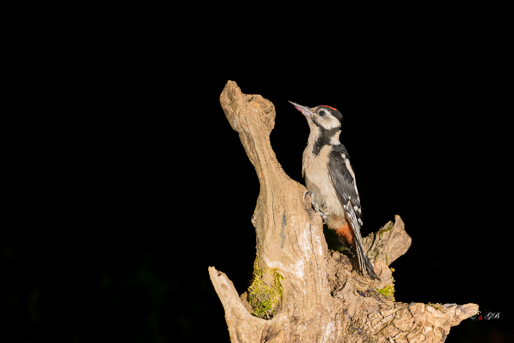 Pic épeiche (Dendrocopos major) Great spotted woodpecker-667 (2).jpg