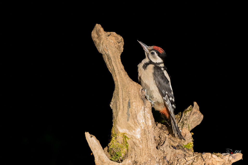 Pic épeiche (Dendrocopos major) Great spotted woodpecker-667 (3).jpg