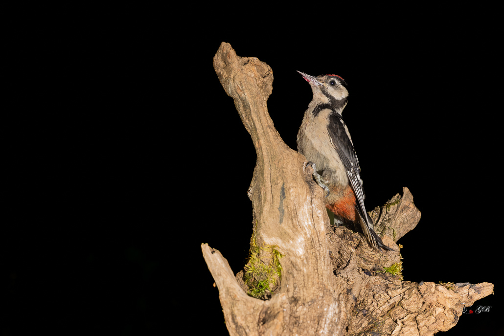 Pic épeiche (Dendrocopos major) Great spotted woodpecker-667 (4).jpg