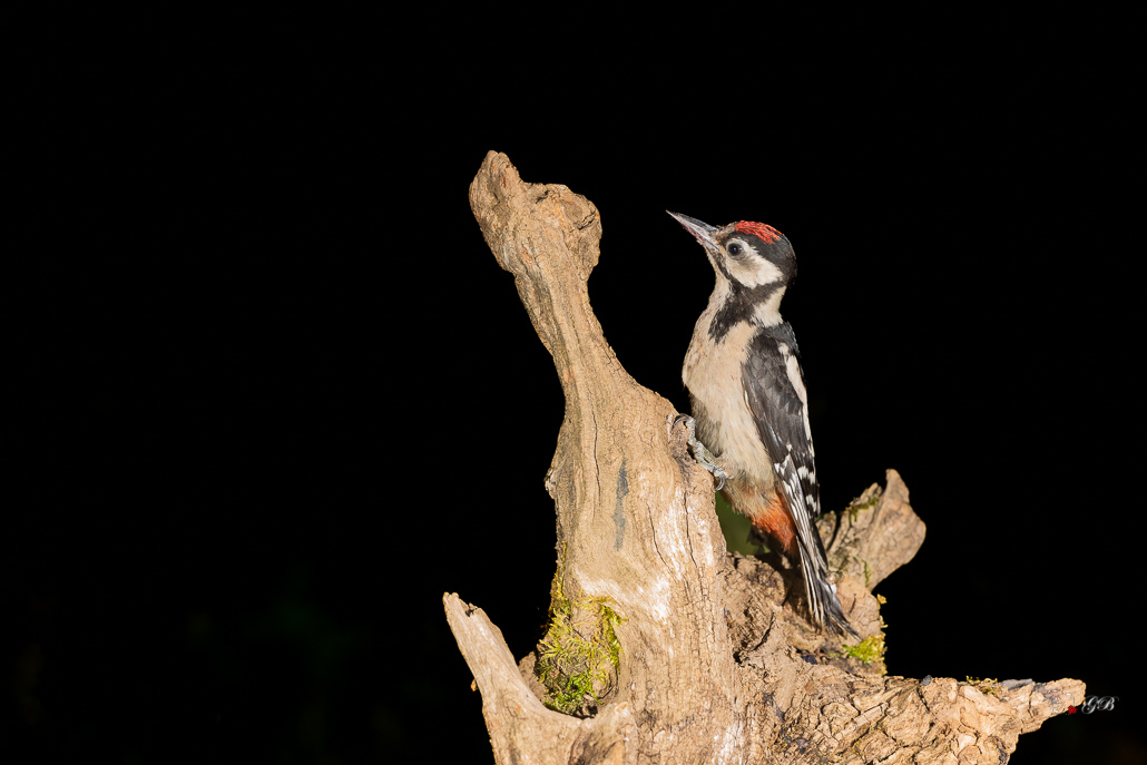 Pic épeiche (Dendrocopos major) Great spotted woodpecker-667 (5).jpg