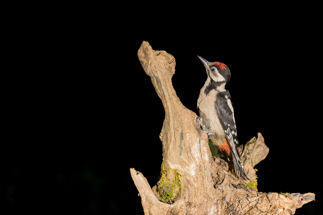 Pic épeiche (Dendrocopos major) Great spotted woodpecker-667 (6).jpg