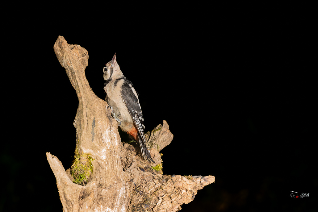 Pic épeiche (Dendrocopos major) Great spotted woodpecker-667 (1).jpg