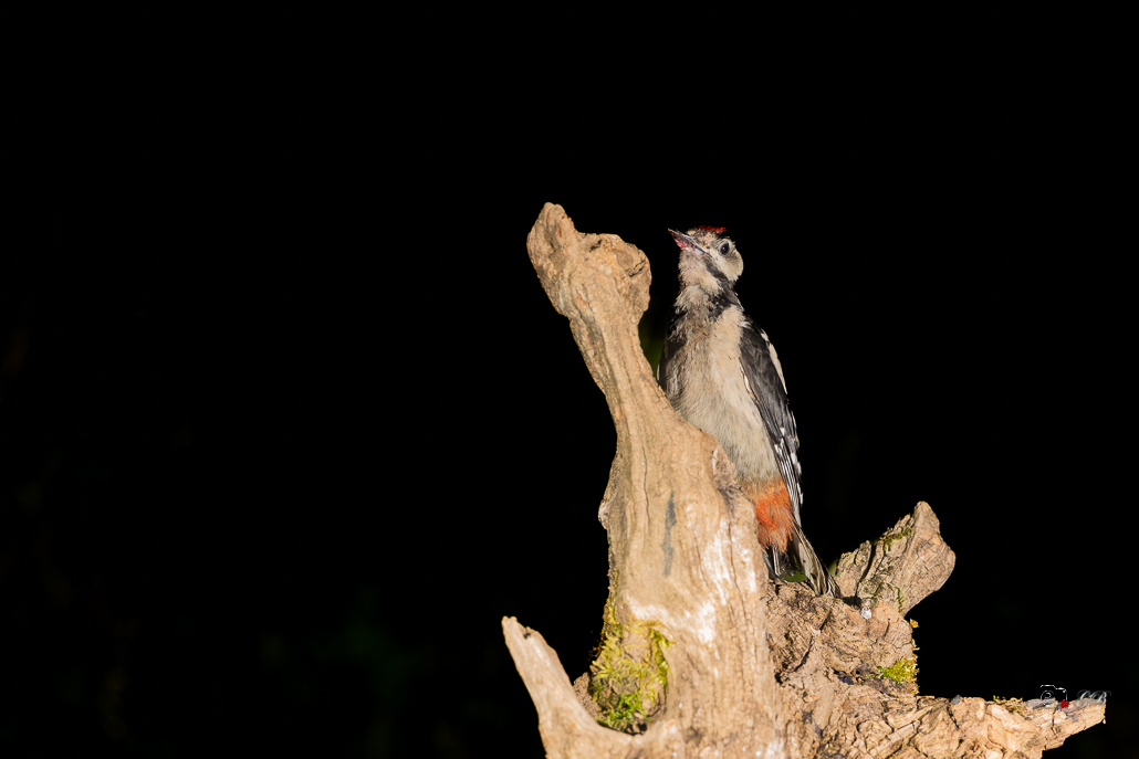 Pic épeiche (Dendrocopos major) Great spotted woodpecker-667 (7).jpg