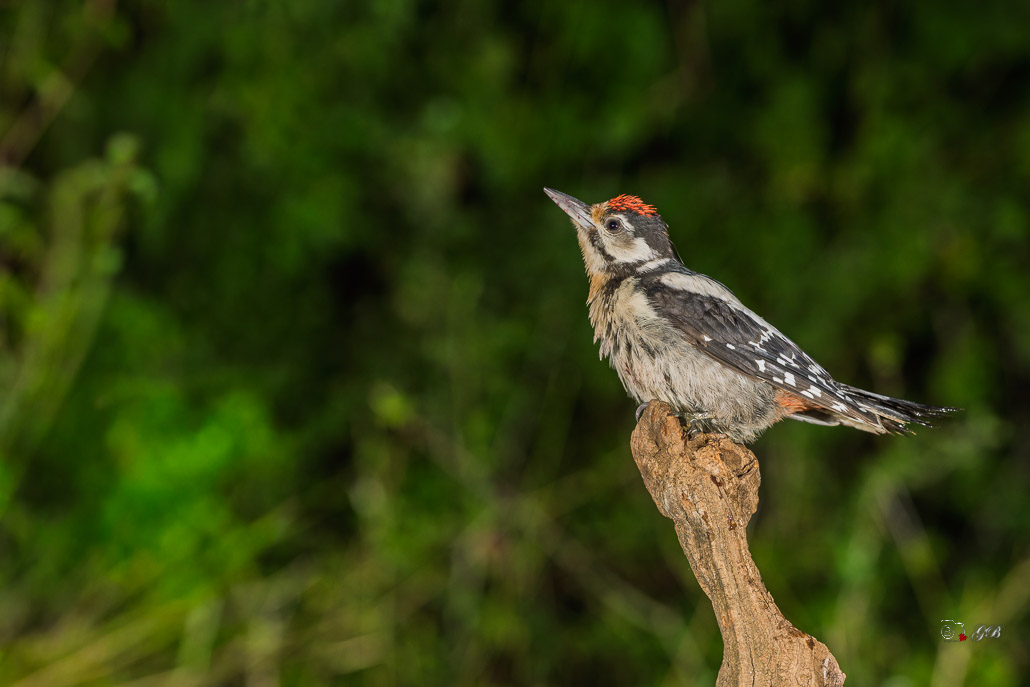 Pic épeiche (Dendrocopos major) Great spotted woodpecker-667.jpg