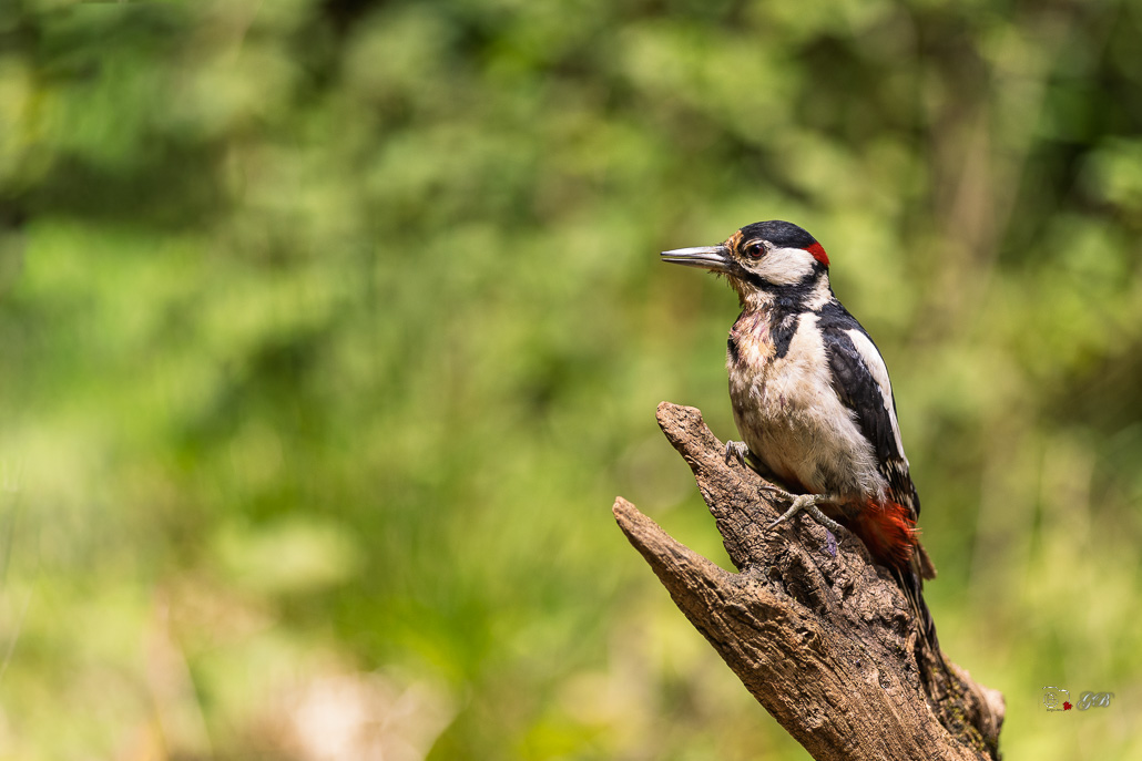 Pic épeiche (Dendrocopos major) Great spotted woodpecker-663.jpg