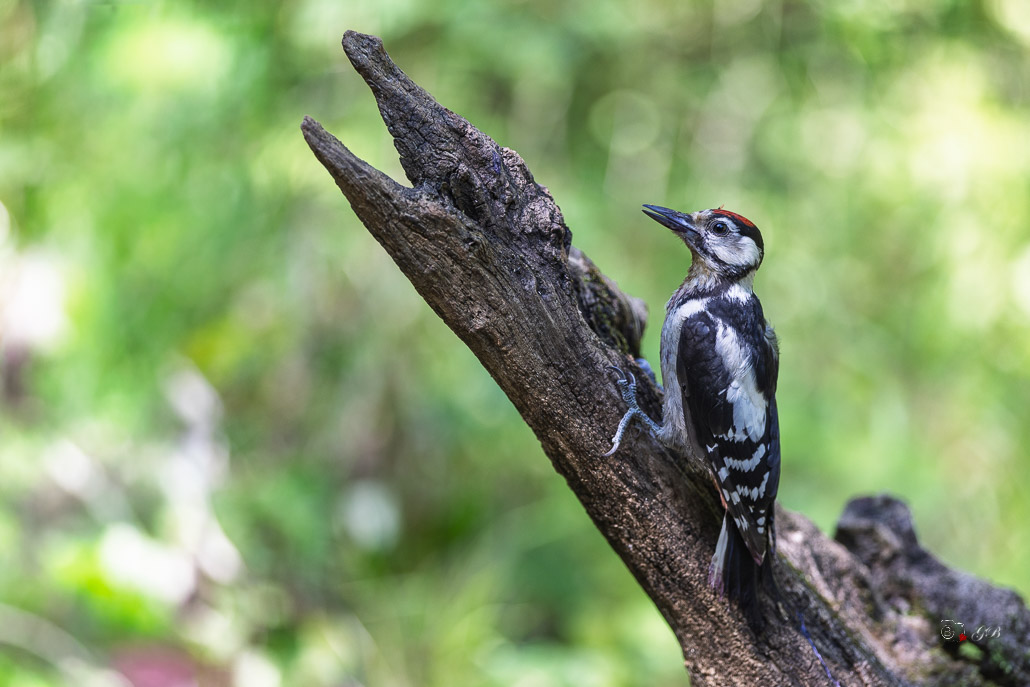 Pic épeiche (Dendrocopos major) Great spotted woodpecker-666.jpg