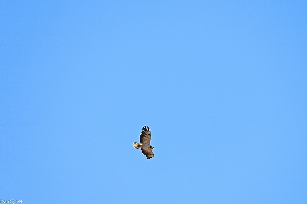 DSC_0898_001DSC_0898.JPG