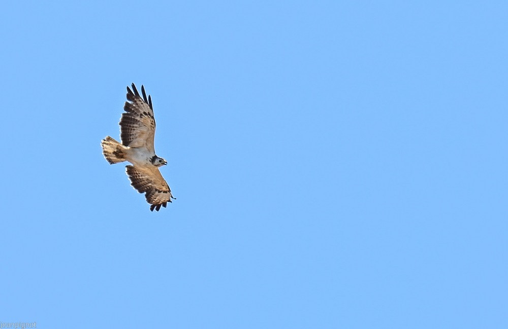 DSC_0897_001DSC_0897.JPG