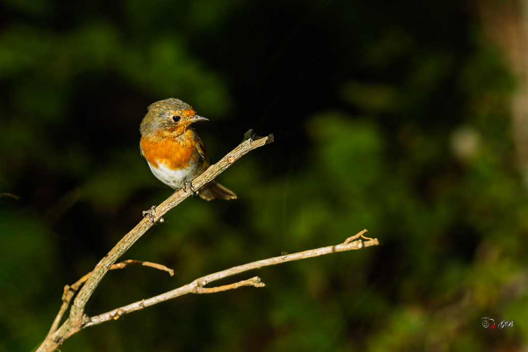 Rougegorge familier (Erithacus rubecula) - European Robin-856.jpg