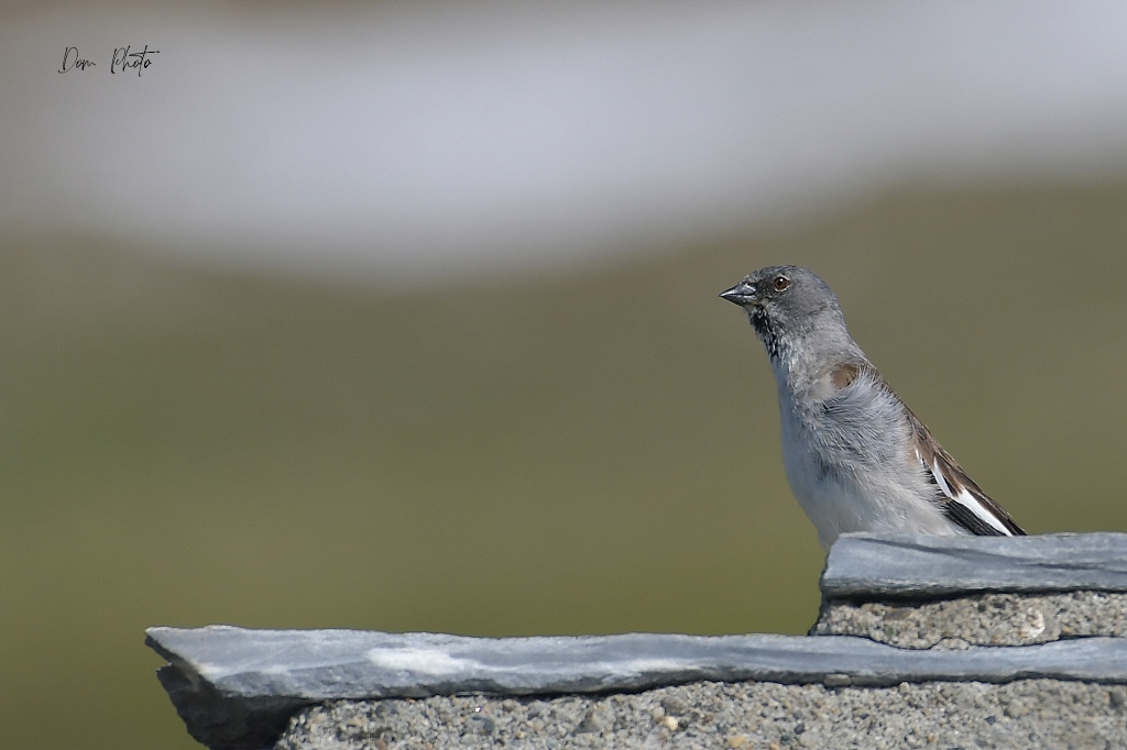 DSC_6575IN.jpg