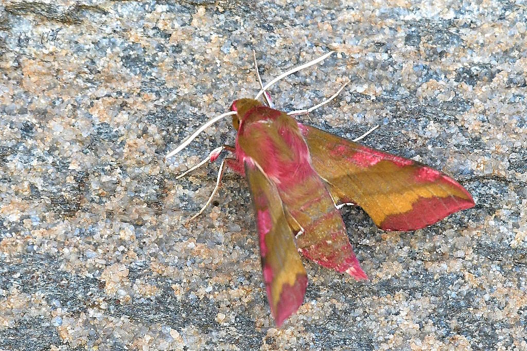 DSC_6733IN.jpg