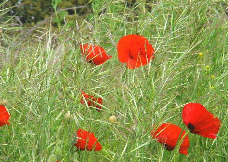 Pyrénées espagnoles Mai 2008 - web800Imagenat concours bis.jpg