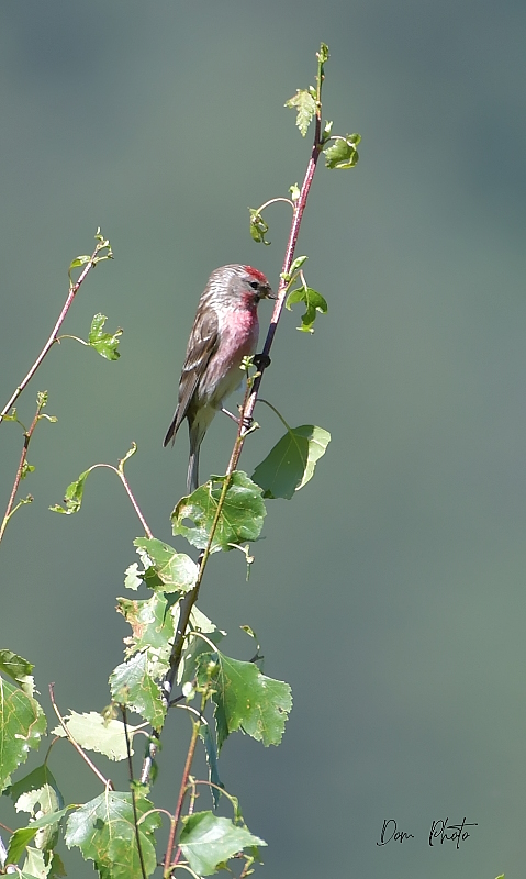 DSC_6936IN.jpg