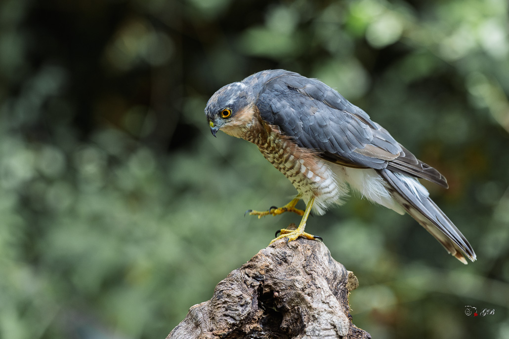 Epervier d'Europe (Accipiter nisus) Eurasian Sparrowhawk-102.jpg