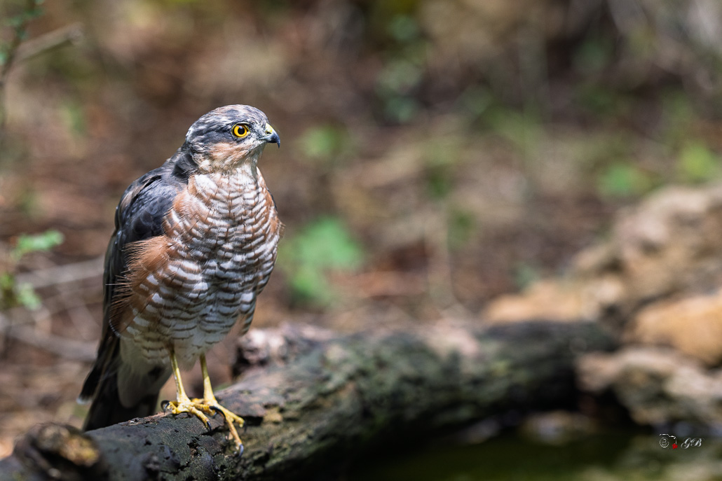 Epervier d'Europe (Accipiter nisus) Eurasian Sparrowhawk-109.jpg