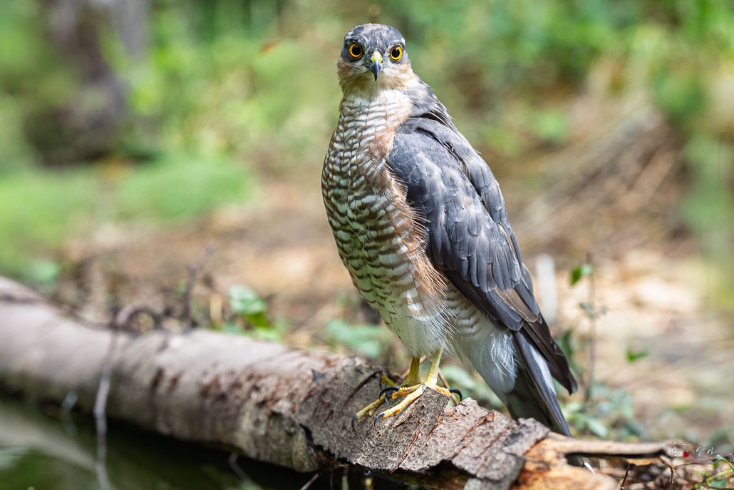 Epervier d'Europe (Accipiter nisus) Eurasian Sparrowhawk-132.jpg
