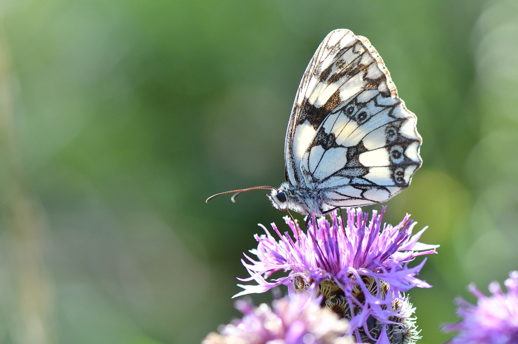DSC_2382.jpg