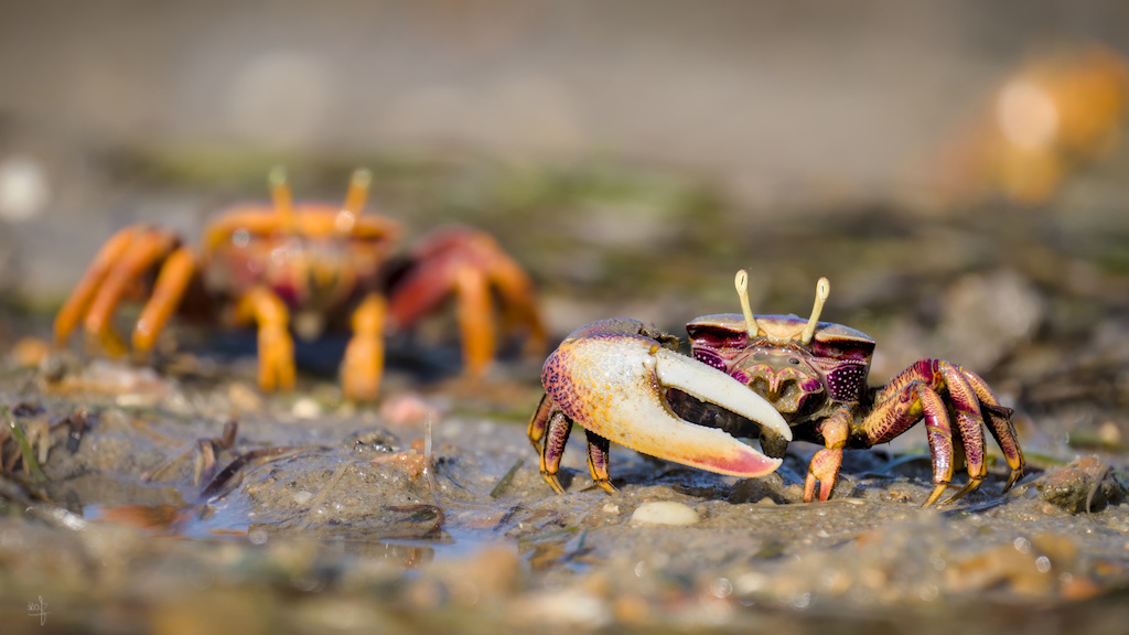 crabe.jpg
