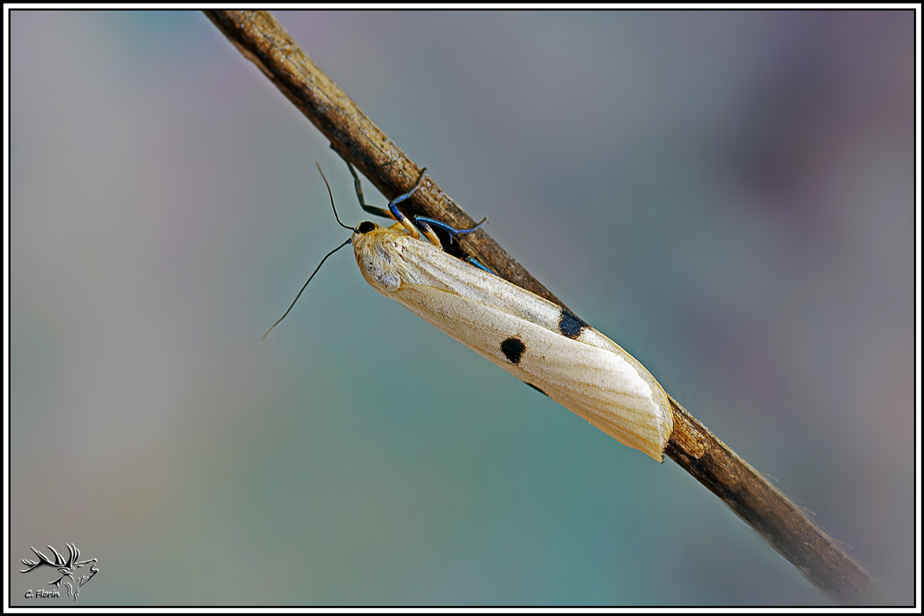 Lithosie_quadrille(Lithosia_quadra_♀)(17).jpg