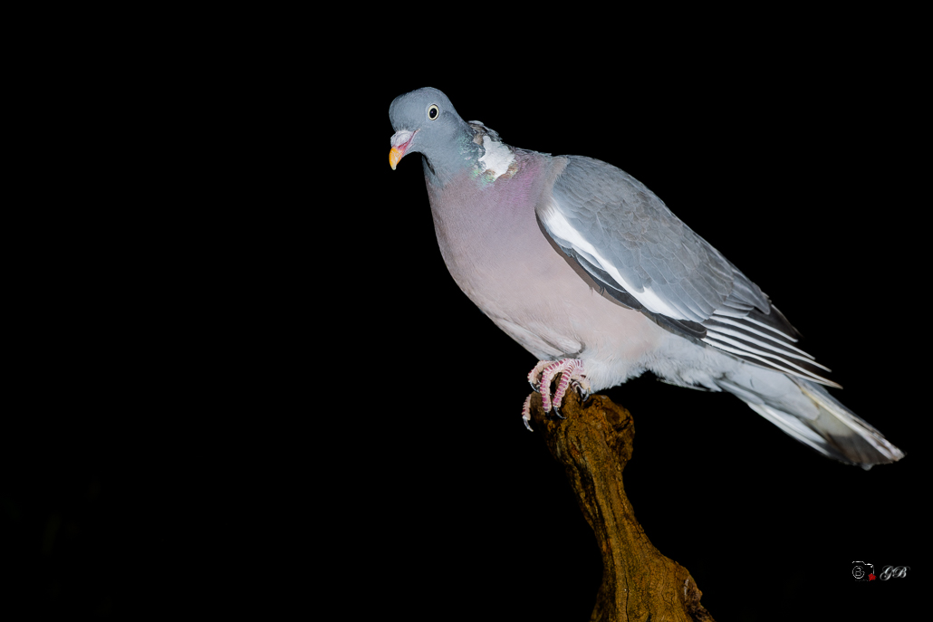 Pigeon Ramier (Columba palumbus) Common wood-pigeon.jpg