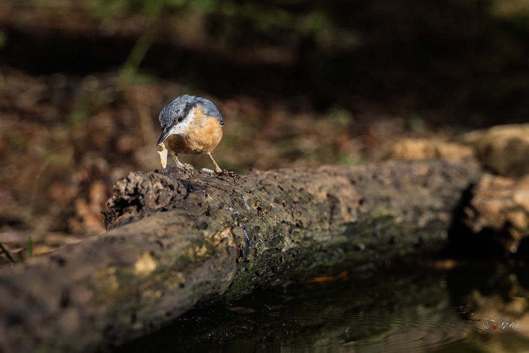 Sitelle Torchepot (Sitta europaea) Wood Nuthatch or Eurasian Nuthatch-312.jpg
