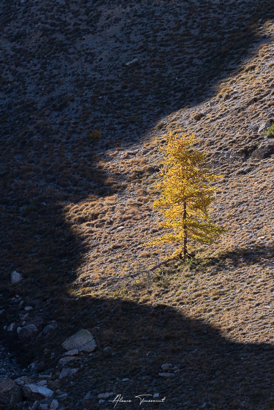 Ombre portée et mélèze I&N.jpg