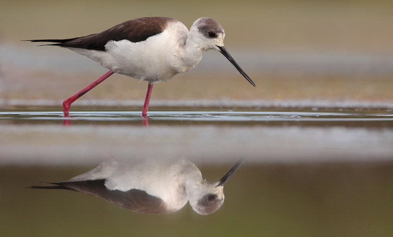 reflet echasse IN.jpg