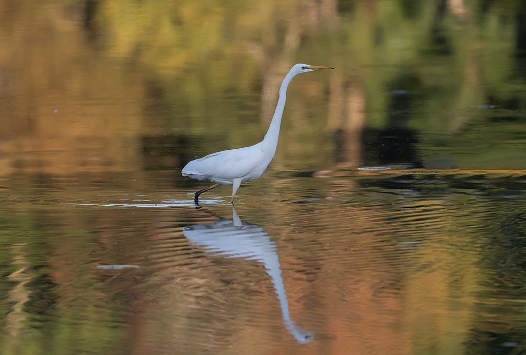 Grande aigrette 90.jpg
