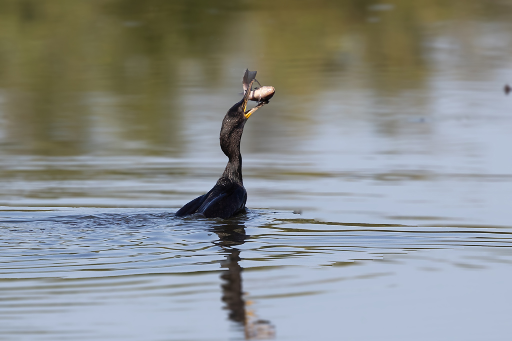 Grand Cormoran  subabdulte 8.jpg