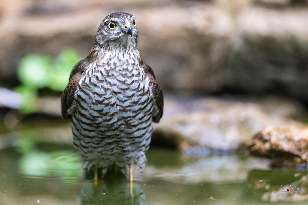 Epervier d'Europe (Accipiter nisus) Eurasian Sparrowhawk-148.jpg