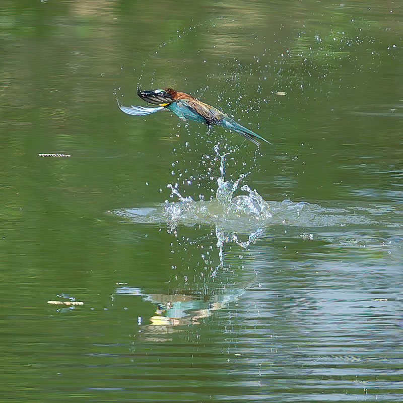 3.Plongeon.jpg