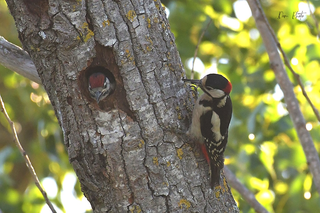 DSC_6238IN.jpg