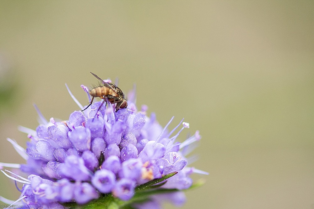 N10 petite mouche.JPG