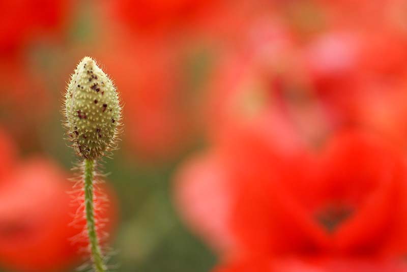 coquelicot - TROUDE Alban (2).jpg