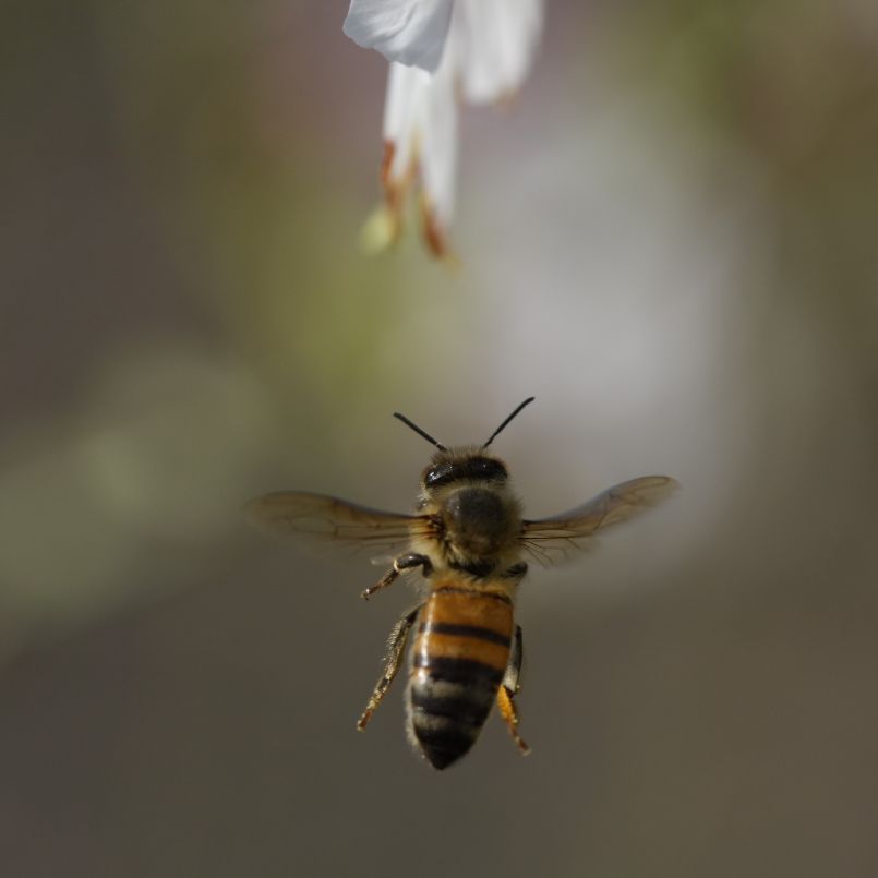 _DSC1485_1.JPG
