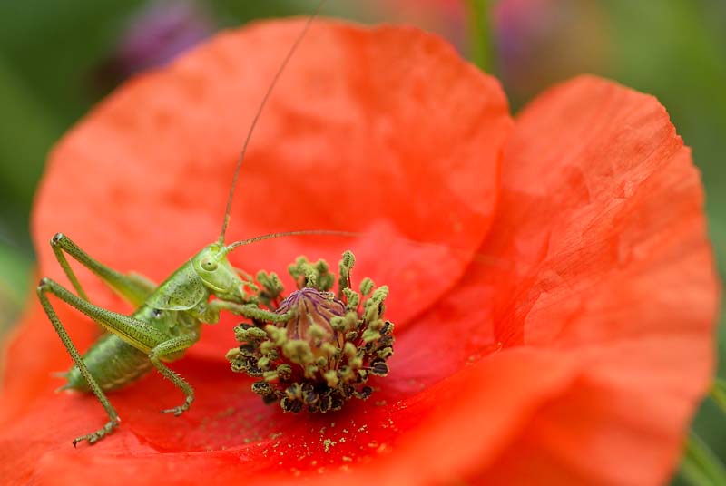 coquelicot - TROUDE Alban (3).jpg