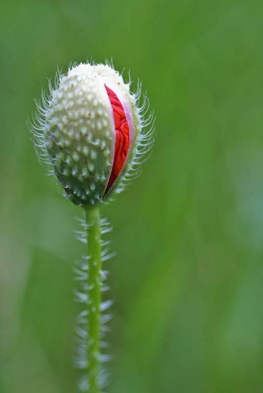 coquelicot - TROUDE Alban.jpg