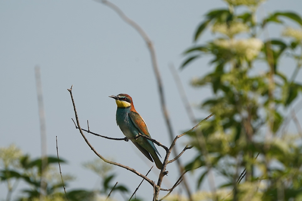 DSC05137-1.jpg