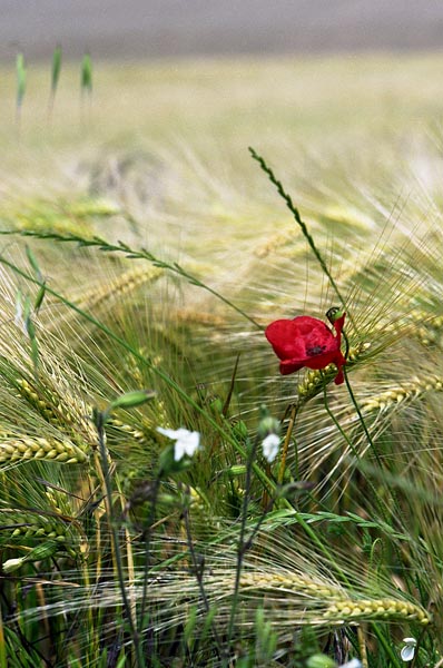 img033.jpg