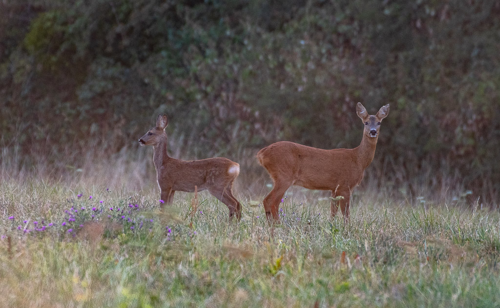 Chevreuil, la petite famille -1-.jpg