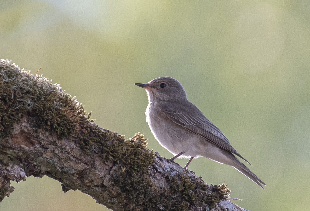 Gobe mouche gris -1-.jpg