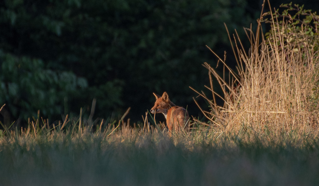 Renard -0-.jpg