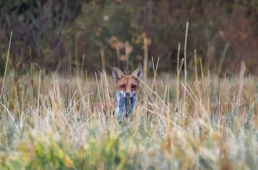 Renard -1-.jpg