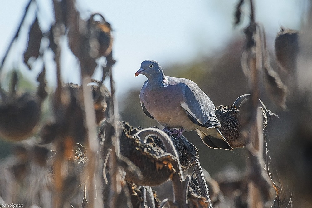 N8.JPG