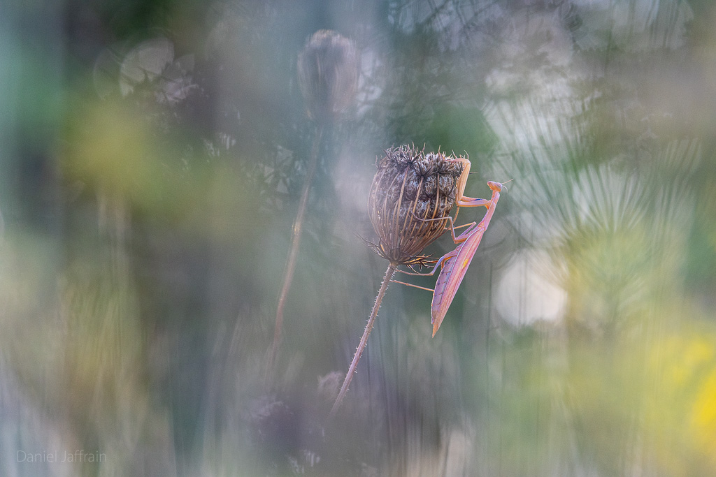 Image et Nature-1-31.jpg