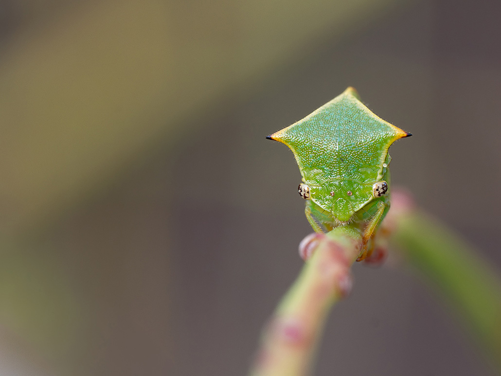 Membracide bison-2.jpg