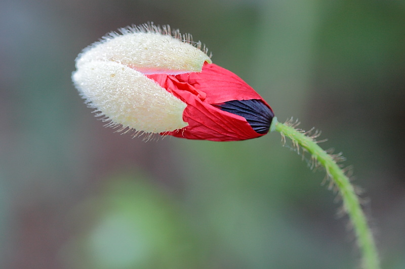 coquelicot 1683.JPG